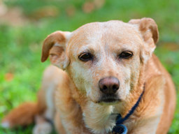 pet bereavement counselling helps getting over the loss of a dog or cat